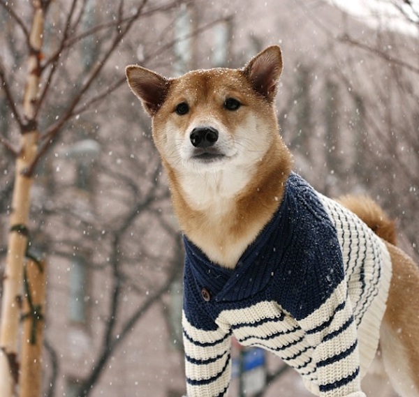 MenswearDogSnow