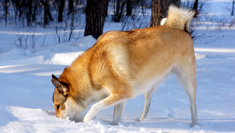 dog-sniffing-snow