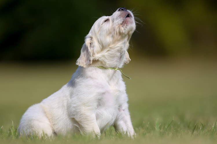 Myths-About-Dog-Howling