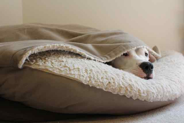 Warm-dog-bed
