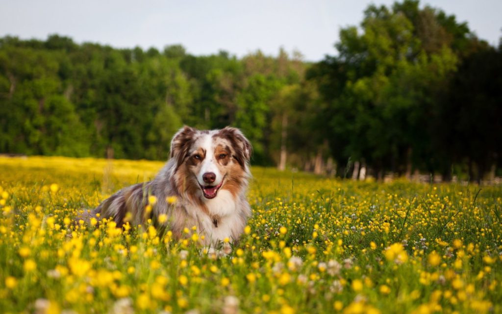 6797612-happy-dog-wallpaper