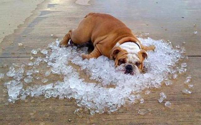 keep-your-dog-cool-overheating